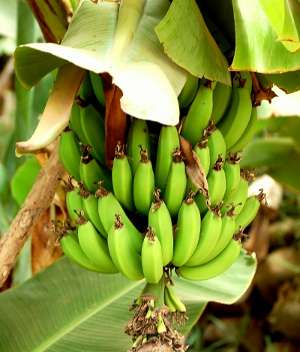 bananas_2